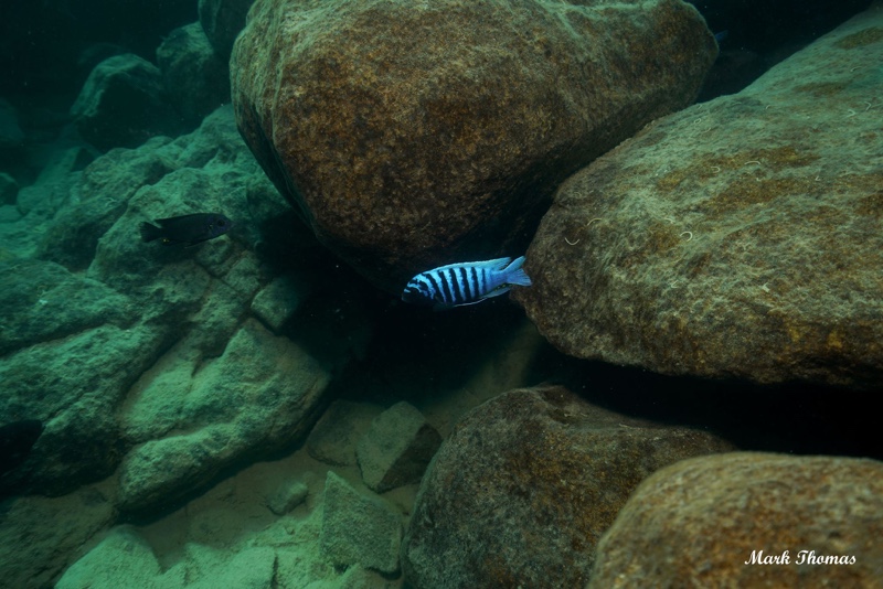 Maylandia zebra 'Mitande Reef (Rocks)'